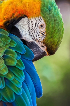 Picture of BLUE AND GOLD MACAW