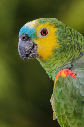 Picture of BLUE FRONTED AMAZON PARROT-NATIVE TO SOUTH AMERICA