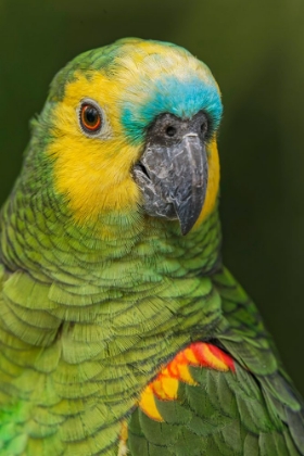 Picture of BLUE FRONTED AMAZON PARROT-NATIVE TO SOUTH AMERICA