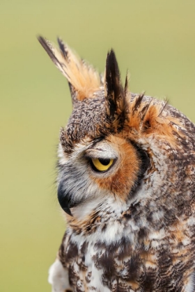 Picture of GREAT HORNED OWL PORTRAIT