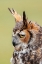 Picture of GREAT HORNED OWL PORTRAIT