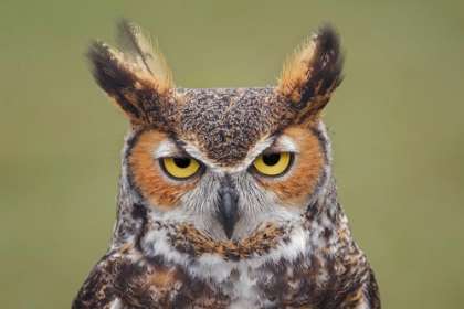 Picture of GREAT HORNED OWL PORTRAIT