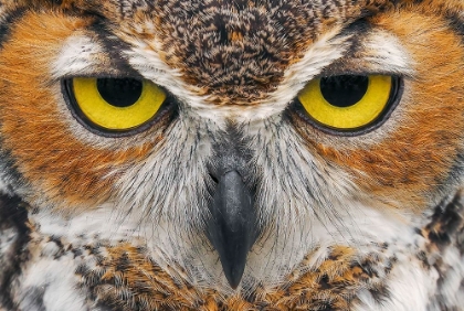 Picture of CLOSE-UP OF GREAT HORNED OWL