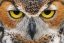 Picture of CLOSE-UP OF GREAT HORNED OWL