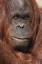 Picture of ORANGUTAN-PONGO-NATIVE TO BORNEO AND SUMATRA