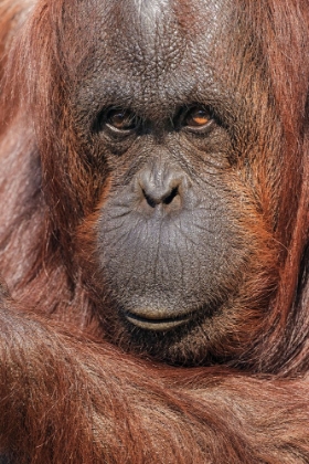 Picture of ORANGUTAN-PONGO-NATIVE TO BORNEO AND SUMATRA