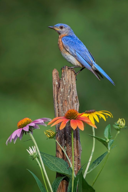 Picture of MALE EASTERN BLUEBIRD ON OLD FENCE POST WITH CONE FLOWERS
