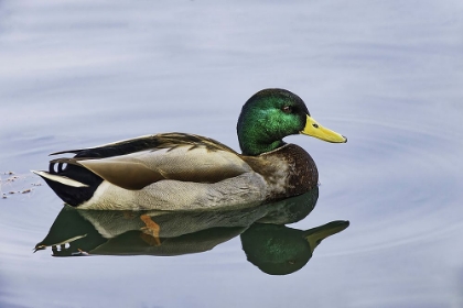 Picture of DUCK SWIMMING IN AUTUMN WATER