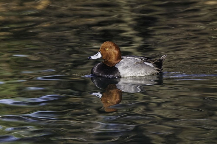 Picture of DUCK SWIMMING IN AUTUMN WATER