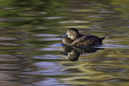 Picture of DUCK SWIMMING IN AUTUMN WATER