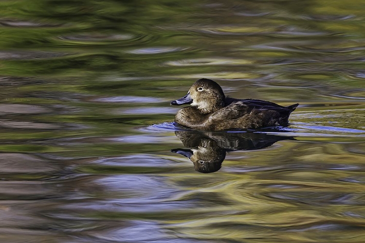 Picture of DUCK SWIMMING IN AUTUMN WATER