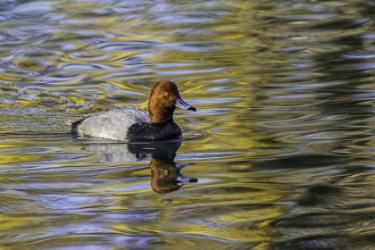 Picture of DUCK SWIMMING IN AUTUMN WATER