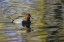 Picture of DUCK SWIMMING IN AUTUMN WATER