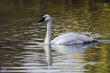 Picture of SWAN SWIMMING IN AUTUMN COLORED WATER