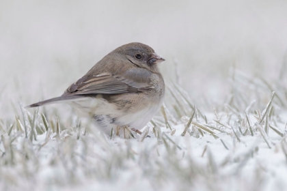 Picture of DARK-EYED JUNCO ON THE GROUND IN SNOW