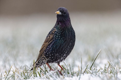 Picture of COMMON STARLING