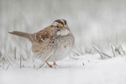 Picture of WHITE-THROATED SPARROW ON THE GROUND FEEDING IN SNOW