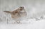 Picture of WHITE-THROATED SPARROW ON THE GROUND FEEDING IN SNOW