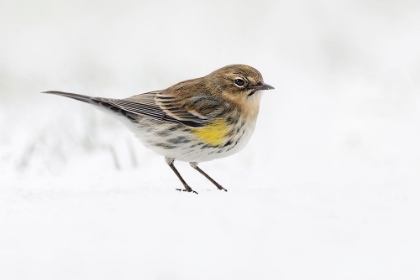 Picture of YELLOW-RUMPED WARBLER ON THE GROUND FEEDING IN WINTER