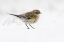 Picture of YELLOW-RUMPED WARBLER ON THE GROUND FEEDING IN WINTER
