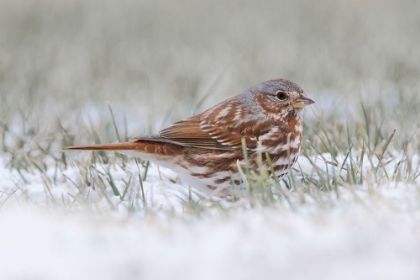 Picture of FOX SPARROW ON THE GROUND