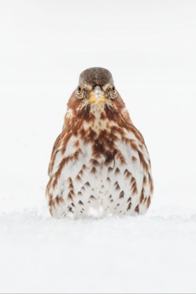 Picture of FOX SPARROW FORAGING IN SNOW