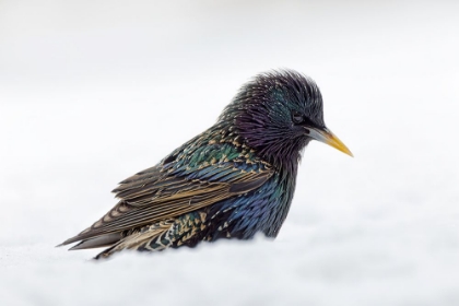 Picture of COMMON STARLING-FORAGING IN SNOW-NON NATIVE US SPECIES