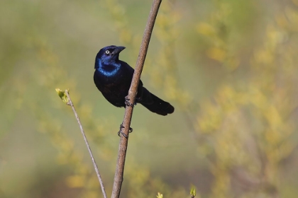 Picture of COMMON GRACKLE
