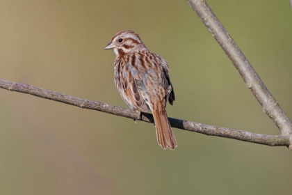 Picture of SONG SPARROW