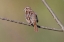 Picture of SONG SPARROW