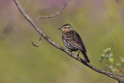Picture of SONG SPARROW