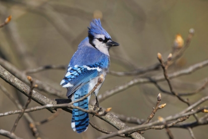 Picture of BLUE JAY