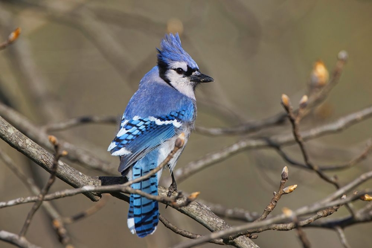 Picture of BLUE JAY