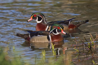 Picture of MALE WOOD DUCK-BLUE JAY