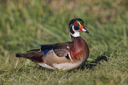 Picture of MALE WOOD DUCK,