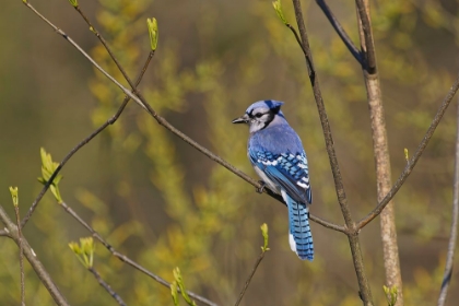 Picture of BLUE JAY