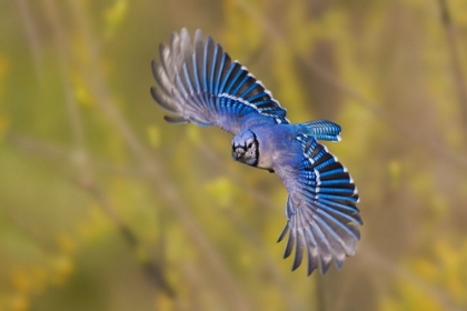 Picture of BLUE JAY FLYING