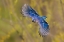 Picture of BLUE JAY FLYING