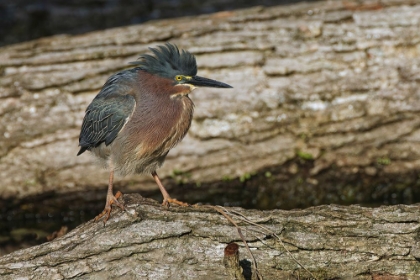 Picture of GREEN HERON