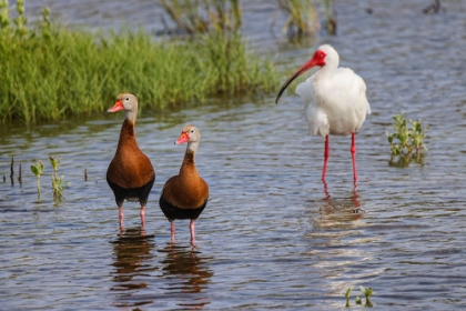 Picture of PAIR OF BLACK-BELLIED WHISTLING DUCKS AND WHITE IBIS-SOUTH PADRE ISLAND