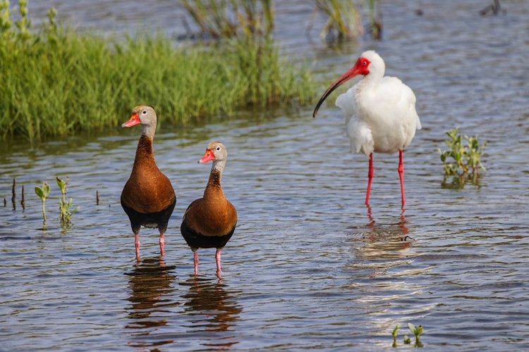 Picture of PAIR OF BLACK-BELLIED WHISTLING DUCKS AND WHITE IBIS-SOUTH PADRE ISLAND