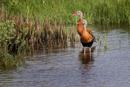 Picture of PAIR OF BLACK-BELLIED WHISTLING DUCKS-SOUTH PADRE ISLAND