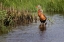 Picture of PAIR OF BLACK-BELLIED WHISTLING DUCKS-SOUTH PADRE ISLAND