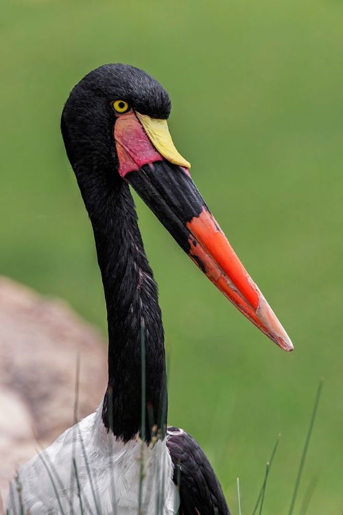 Picture of FEMALE SADDLE-BILLED STORK