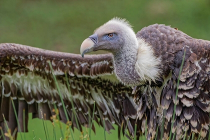 Picture of RUPPELS GRIFFON VULTURE-CRITICALLY ENDANGERED SPECIES
