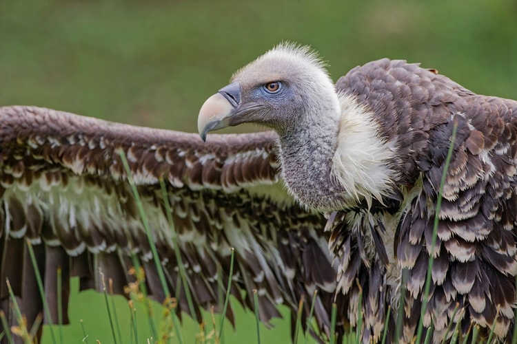 Picture of RUPPELS GRIFFON VULTURE-CRITICALLY ENDANGERED SPECIES