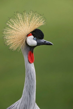 Picture of AFRICAN CROWNED CRANE