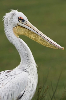 Picture of PINK-BACKED PELICAN