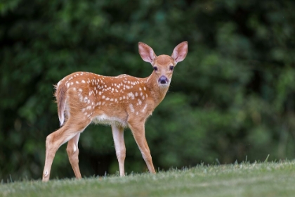 Picture of VERY YOUNG WHITE-TAILED DEER FAWN