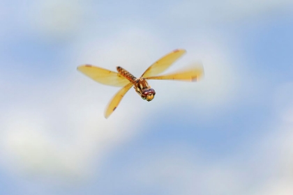 Picture of BAND-WINGED MEADOWHAWK FLYING